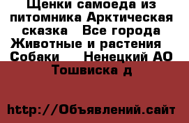 Щенки самоеда из питомника Арктическая сказка - Все города Животные и растения » Собаки   . Ненецкий АО,Тошвиска д.